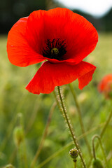 Fototapeta premium Blumen - diverse- bunter Frühling