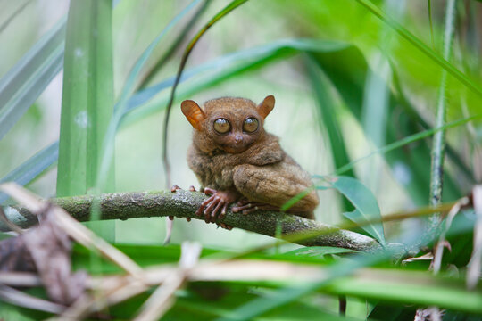 A Wild Tarsier (Tarsius) Sits On A Branch Of A Tree At The Tarsier Research And Development Center; Island Of Bohol, Philippines