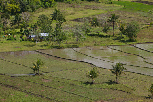 A Rural House Surrounded By Rice Fields Near The Chocolate Hills; Island Of Bohol, Philippines