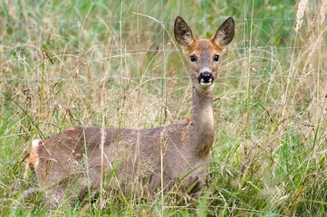 Capreolus capreolus european roe deer just noticed photographer on a field. Early autumn, sunny day. Czech republic nature.