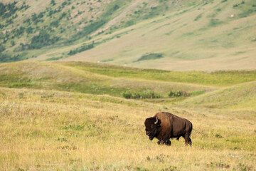 Plains Bison in Waterton Lakes National Park, Alberta, Canada