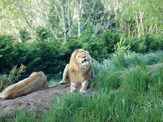 Lion d'Afrique du sud