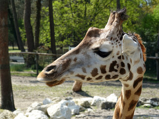 Girafe de Rothschild