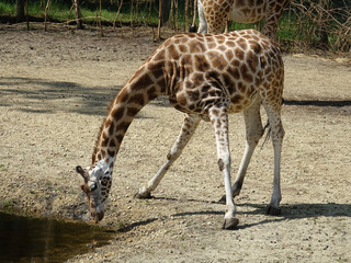 Girafe de Rothschild