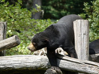 Ours Malais