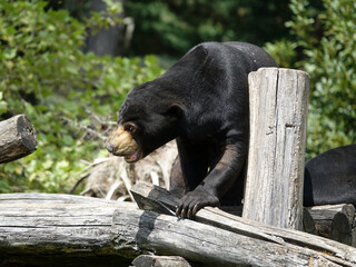 Ours Malais