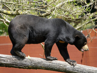 Ours Malais