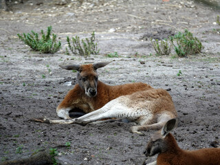 Kangourou