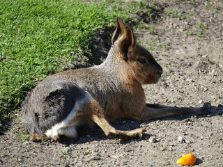 Mara
