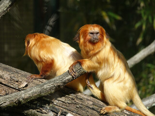Tamarins-lions dorés