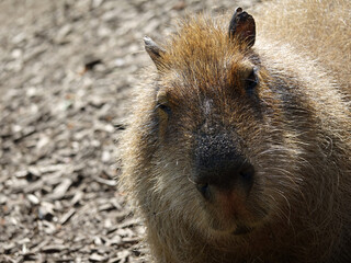 Capybara