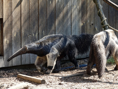 Fourmilier g&eacute;ant