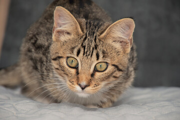 Close up Tabby kitten hunts for the toy.Cat is playing and jumping