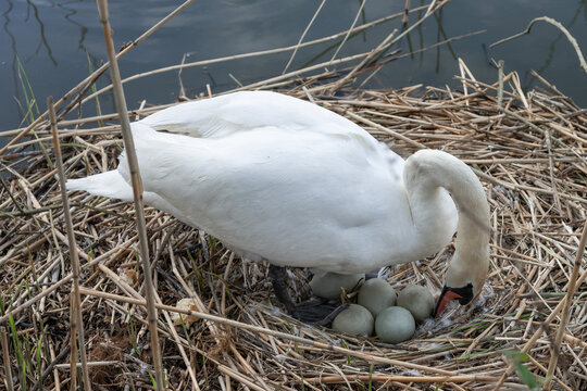 Cygne tubercul&eacute; sur un nid avec ses oeufs