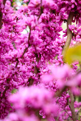 beautiful chinese tree with pink blooming flowers