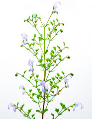 Forked blue curls - Trichostema dichotomum - it is in the Lamiaceae mint family.  It grows in sandy soil, sandhills, and rocky uplands. Isolated on white background