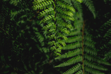 Natural green fern. Green photo background.  © Teresa