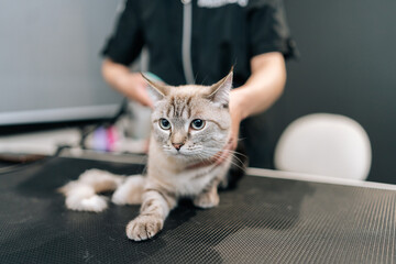 Portrait of scared cat domestic in pet beauty salon during hairdo. Professional hairdresser conducts grooming of cat by shearing hair with electric clipper. Female groomer machine shaves off hair.