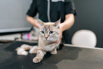Portrait of scared cat domestic in pet beauty salon during hairdo. Professional hairdresser...