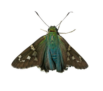 long tailed skipper or bean leafroller - Urbanus proteus - large butterfly grey, black with green blue thorax common in the south eastern United States. Top dorsal view isolated on white background