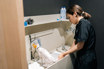 Back view of professional female groomer washing with shampoo adorable afraid domestic cat wearing protective veterinary collar after hairdo. Master pet giving professional service in beauty clinic.