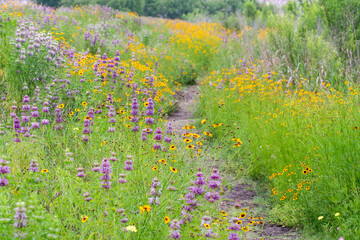 Texas Spring Wildflowers