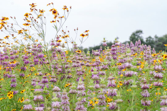 Texas Spring Wildflowers