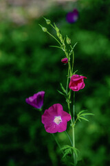 Obraz premium Texas Spring Wildflowers
