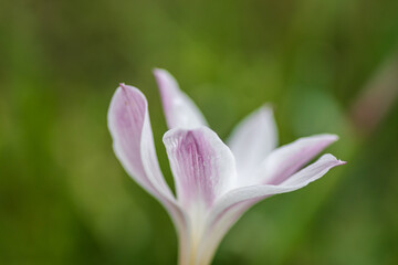 Fototapeta premium Texas Spring Wildflowers