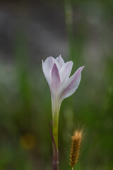 Fototapeta premium Texas Spring Wildflowers