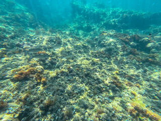 Underwater school of fish with sunlight below water surface in the Mediterranean sea Denia Las...