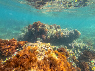 Fototapeta premium Underwater school of fish with sunlight below water surface in the Mediterranean sea Denia Las Rotas nature reserve Alicante, Valencia, Spain