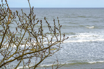 The trees bloomed in the spring. Flowering willow on the shore of the sea.