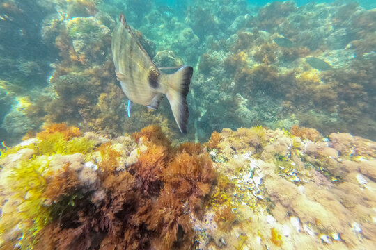 Diplodus puntazzo fish Underwater snorkeling in Las Rotas beach nature reserve in Denia Alicante Spain