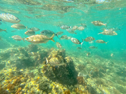 Underwater sarpa salpas school of fish with sunlight below water surface in the Mediterranean sea Denia Las Rotas nature reserve  Alicante, Valencia, Spain