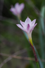 Fototapeta premium Texas Spring Wildflowers