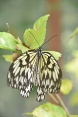 árbol, de invierno, naturaleza, cielo, nieve, sucursal, bosque, azul, catarro, blanco, escarcha, primavera, árbol, hielo, ciclos, sucursal, paisaje, abedul, fábrica, congelada, clima, aparcar, 