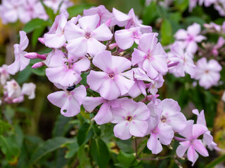Pretty pink Phlox paniculata flowers, variety Discovery