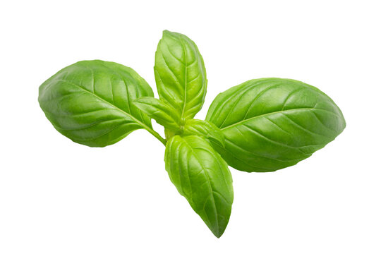 feuilles de basilic, en gros plan, isol&eacute;es sur un fond blanc