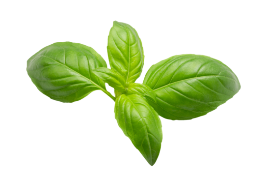 feuilles de basilic, en gros plan, isolées sur un fond blanc