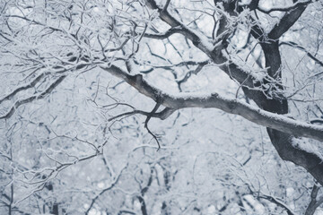 Detail of snow-covered tree branches