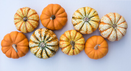 Conjunto de calabazas decorativas variedad concerto con diferentes tonos, lisas o rayadas.
