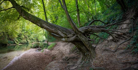 Fototapeten Kurioser Baum in der Erlaufschlucht © fotofrank
