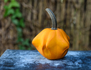Calabaza pequeña naranja con forma orgánica, ideal para adornar, sobre fondo desenfocado.