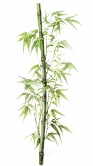 Obraz premium Watercolor illustration painting of bamboo leaves , on white background