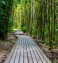 Boardwalk Through Giant  Bamboo Forest on The Pipiwai Trail, Kipahulu District, Haleakal National Park, Maui, Hawaii, USA