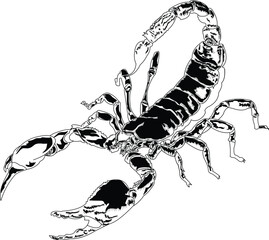 Scorpion outlined in black - obrazy, fototapety, plakaty