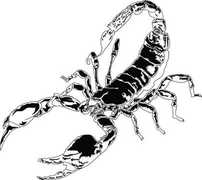 Scorpion outlined in black