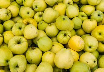 Fresh Picked Green Apples at Orchard in Hood River Valley, Hood River, Oregon, USA