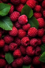 Raspberries freshly harvested from the branch